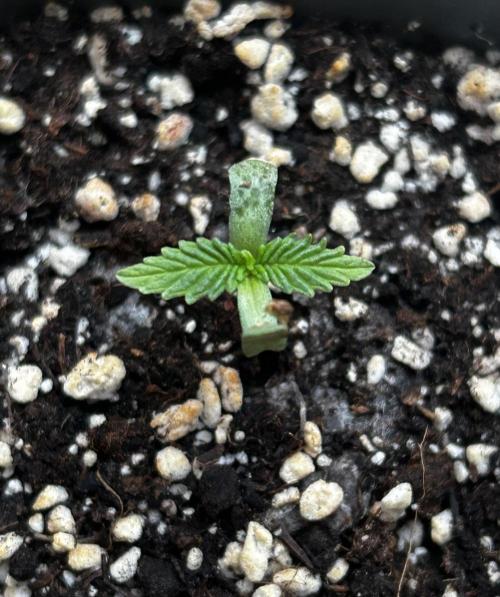 JOHATSU (蒸発). Week 1 - D3