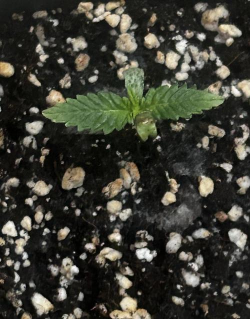 JOHATSU (蒸発). Week 1 - D5