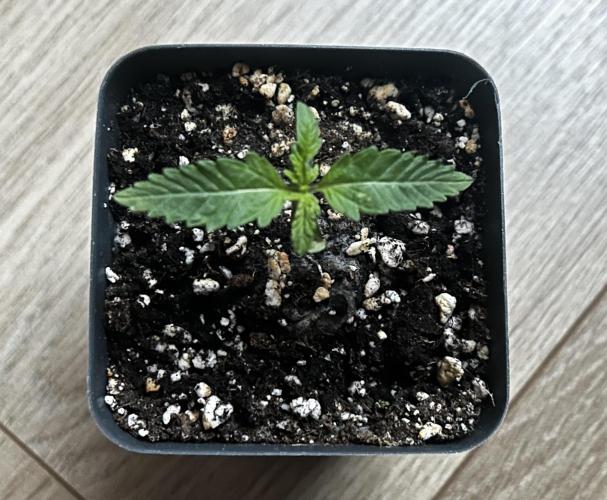 JOHATSU (蒸発). Week 1 - D7