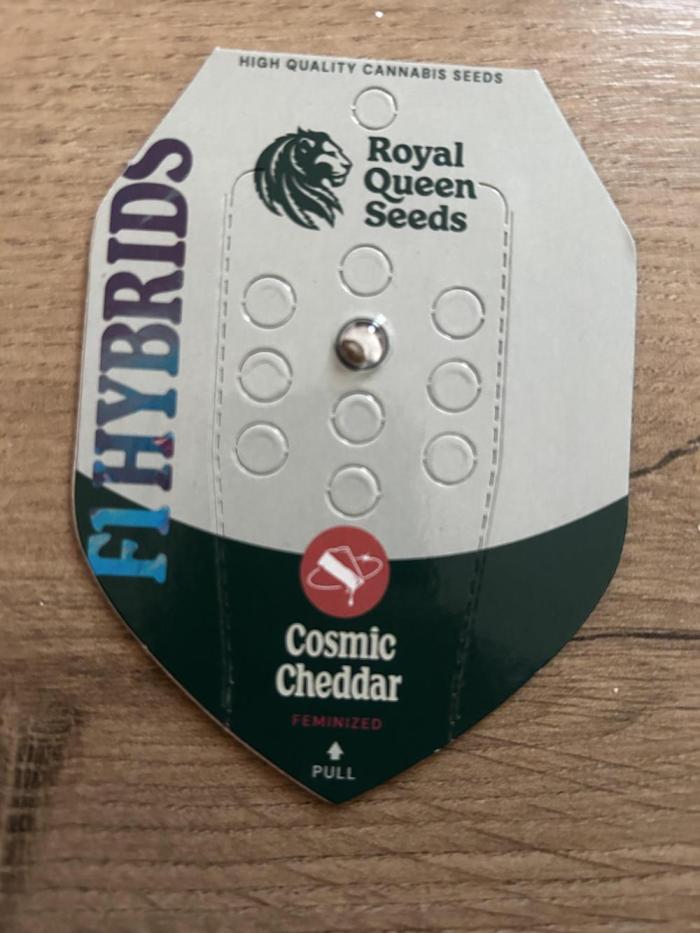 Cosmic Cheddar. Week 0