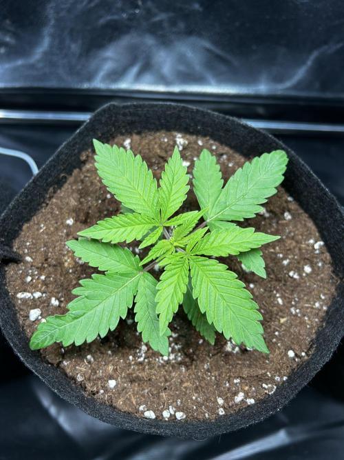 JOHATSU (蒸発). Week 2 - D14