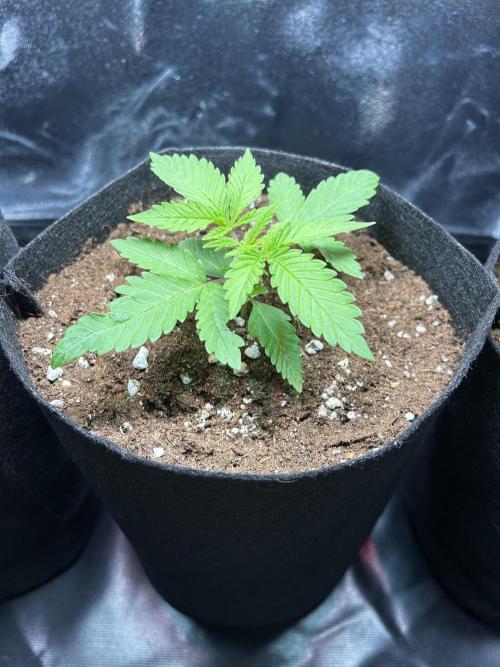 JOHATSU (蒸発). Week 2 - D14