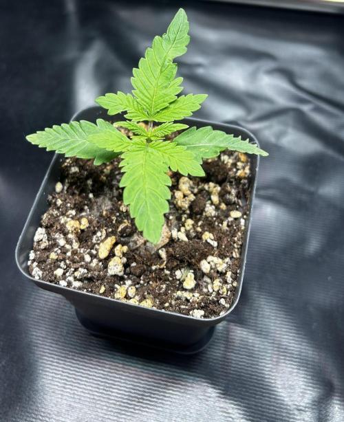 JOHATSU (蒸発). Week 2 - D10