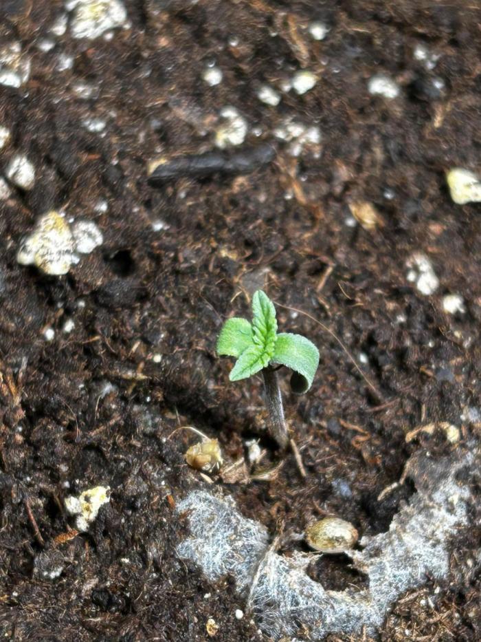 Cosmic Cheddar. Week 1 - D1