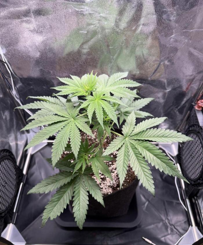 JOHATSU (蒸発). Week 4