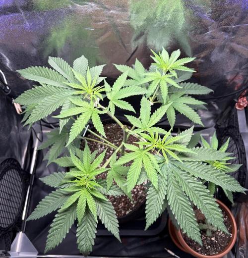 JOHATSU (蒸発). Week 5