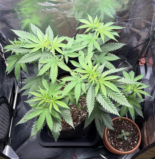 JOHATSU (蒸発). Week 5