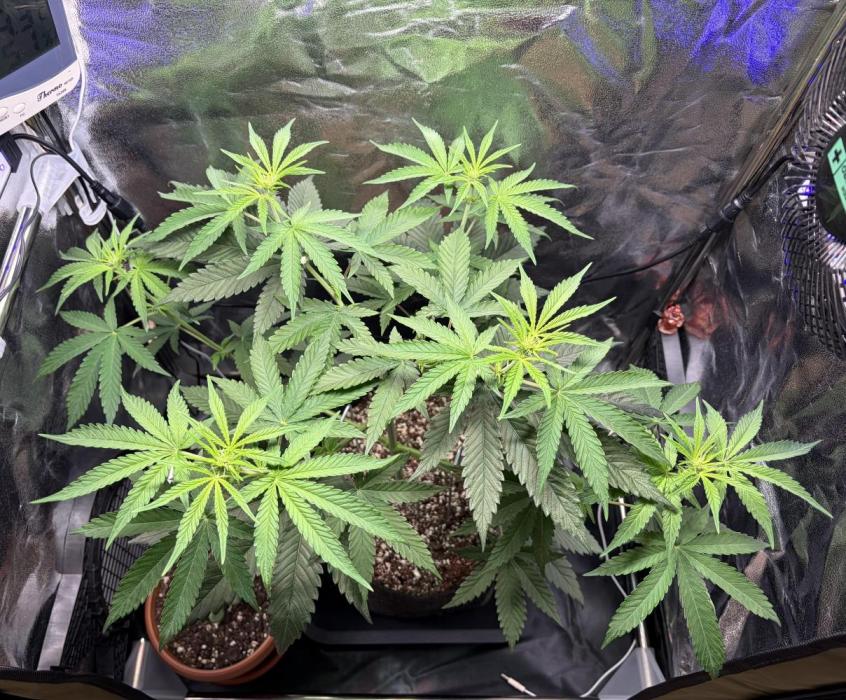 JOHATSU (蒸発). Week 6