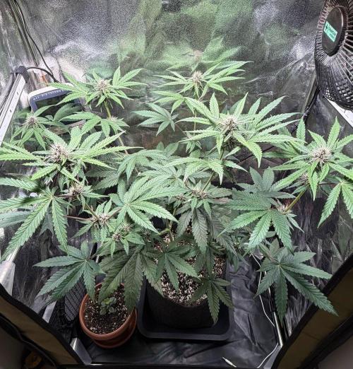 JOHATSU (蒸発). Week 7