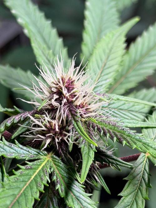 JOHATSU (蒸発). Week 7