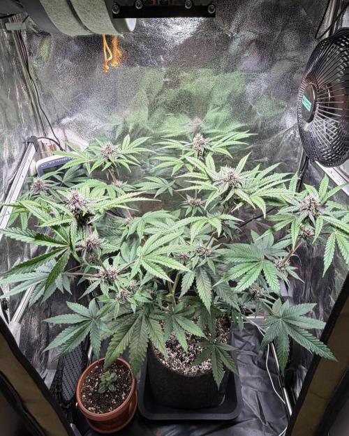 JOHATSU (蒸発). Week 8