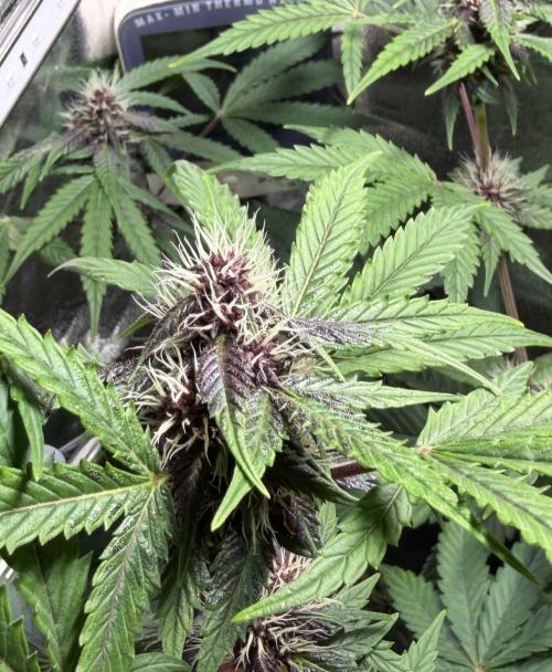 JOHATSU (蒸発). Week 8