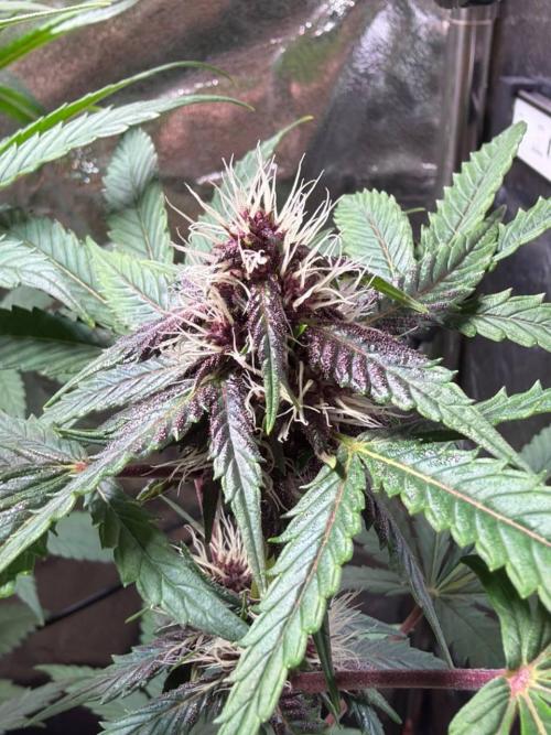 JOHATSU (蒸発). Week 8