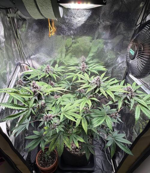 JOHATSU (蒸発). Week 9