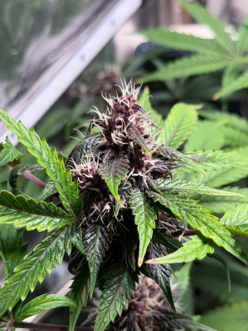 JOHATSU (蒸発). Week 9