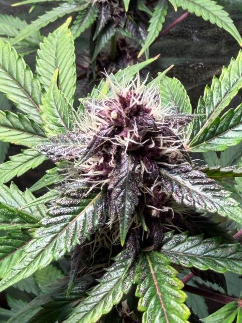 JOHATSU (蒸発). Week 9