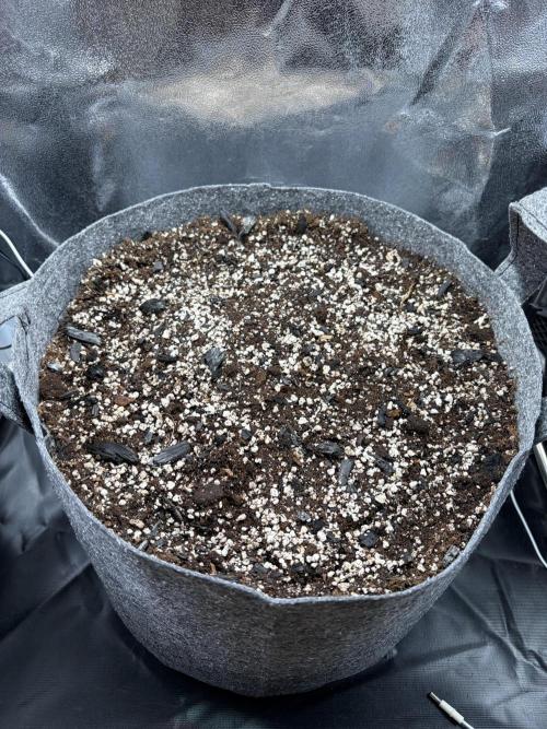Recycled soil. Week 1 - D1