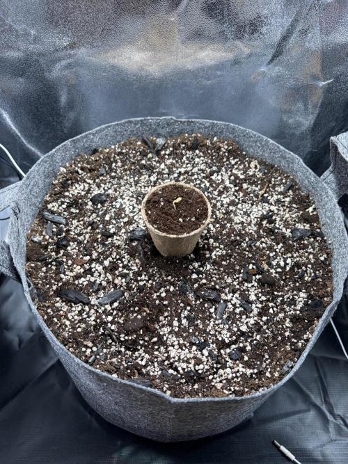 Recycled soil. Week 1