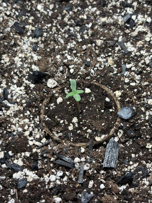 Recycled soil. Week 1 - D3
