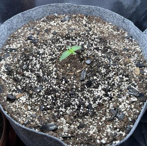 Recycled soil. Week 1 - D7