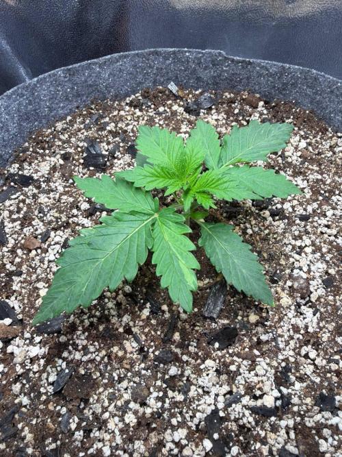 Recycled soil. Week 2 - D14