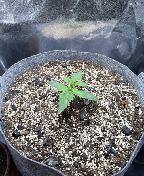 Recycled soil. Week 2 - D12