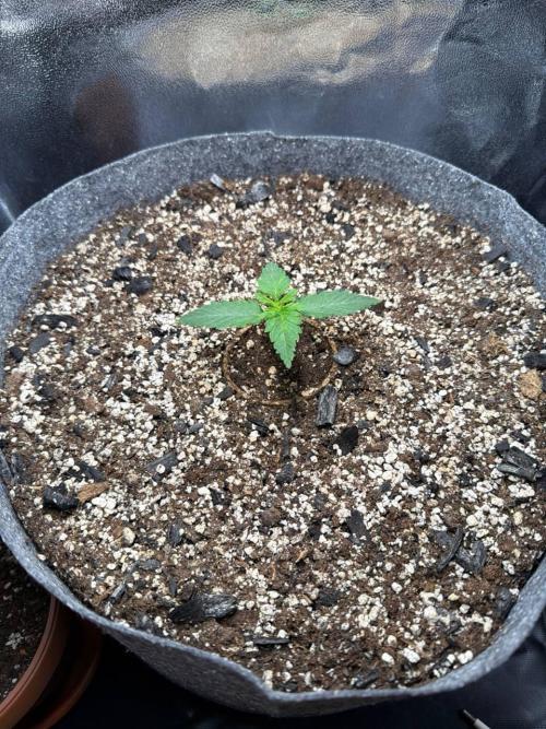 Recycled soil. Week 2 - D10