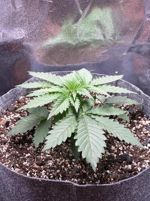 Recycled soil. Week 3 - D21