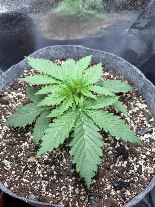 Recycled soil. Week 3 - D18