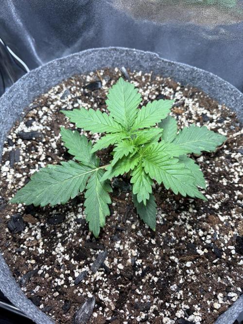 Recycled soil. Week 3 - D16