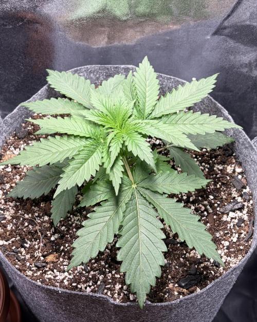 Recycled soil. Week 3 - D21