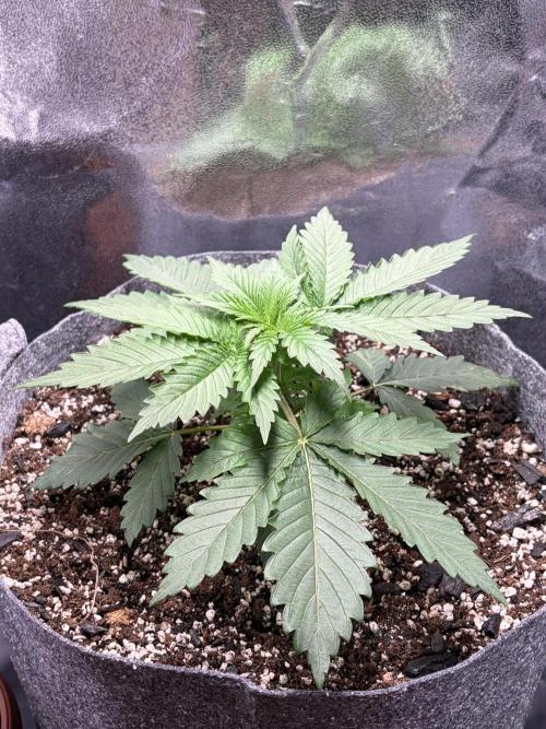 Recycled soil. Week 3 - D21