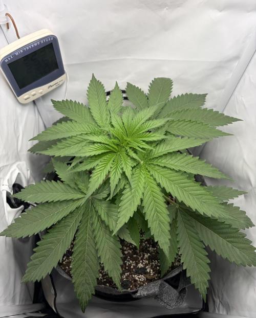 Recycled soil. Week 4 - D28