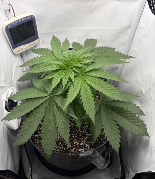 Recycled soil. Week 4 - D28