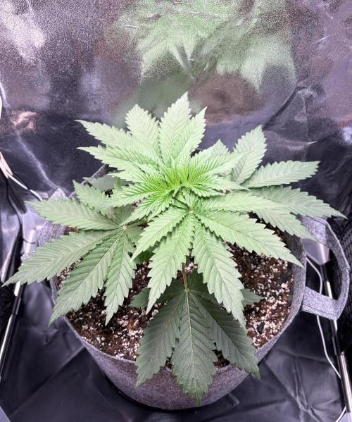 Recycled soil. Week 4 - D25