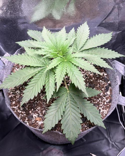 Recycled soil. Week 4 - D23