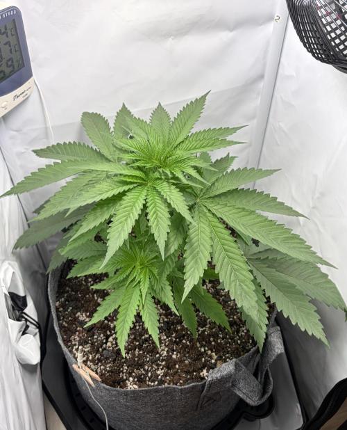 Recycled soil. Week 5 - D30