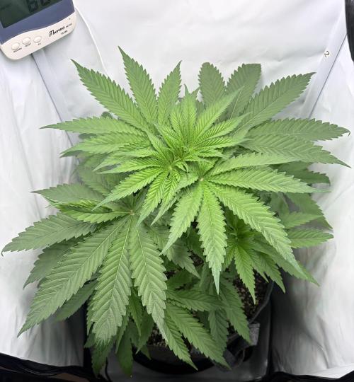 Chimera Cut. Week 5