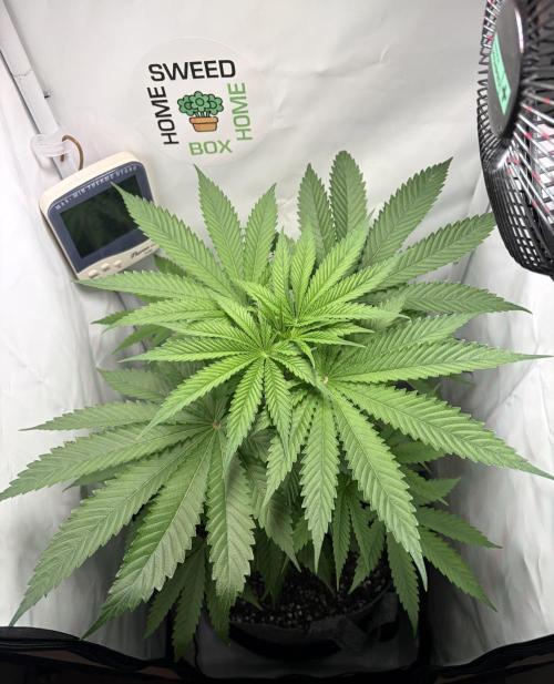 Recycled soil. Week 6 - D42