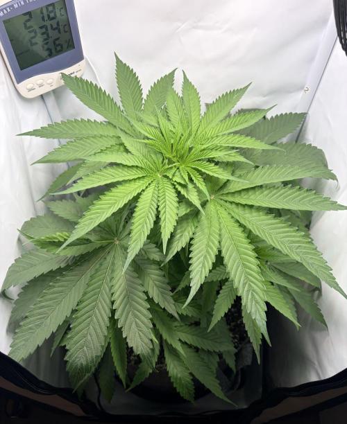 Chimera Cut. Week 6