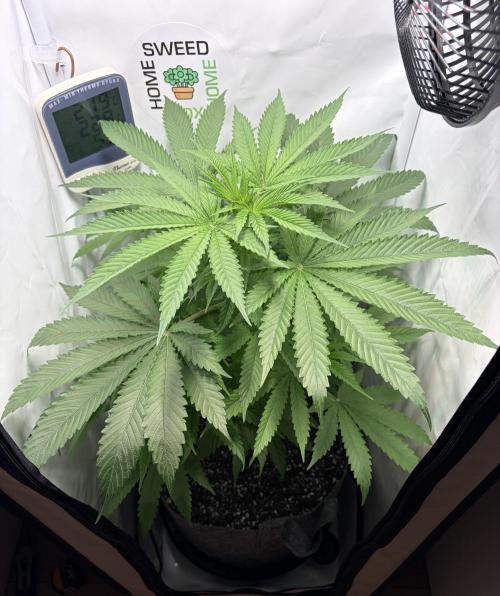 Chimera Cut. Week 7