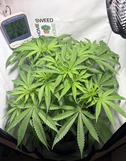 Chimera Cut. Week 7