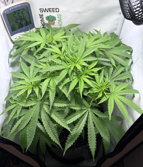 Chimera Cut. Week 7