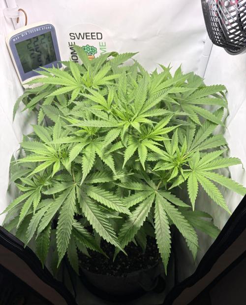 Recycled soil. Week 7 - D49