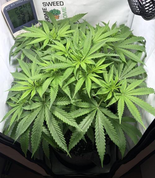 Chimera Cut. Week 7