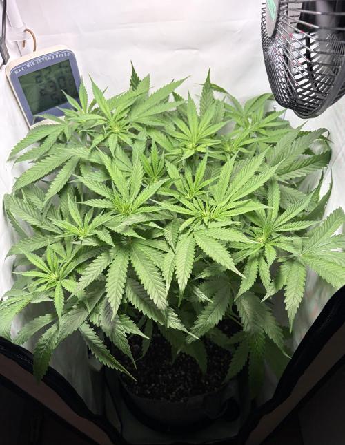 Recycled soil. Week 8 - D53