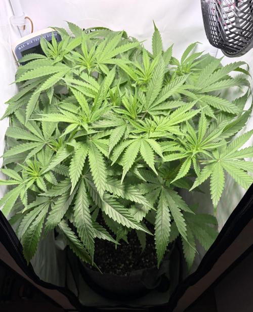 Chimera Cut. Week 8