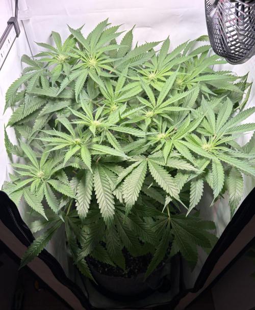 Chimera Cut. Week 8