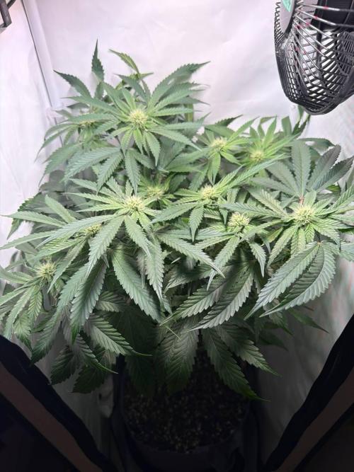 Recycled soil. Week 9 - D63