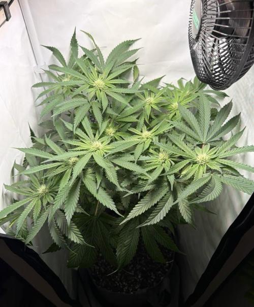 Recycled soil. Week 9 - D60
